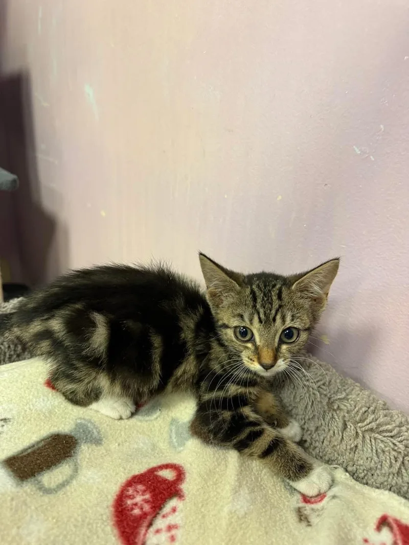 A young small-sized female Tabby (Buff / Tan / Fawn) Domestic Short Hair cat named Reisling for adoption in Freeport, NY