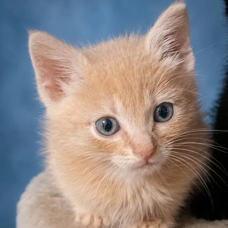 A baby small-sized male Buff / Tan / Fawn Domestic Short Hair cat named Inigo Montoya for adoption in Bulverde, TX