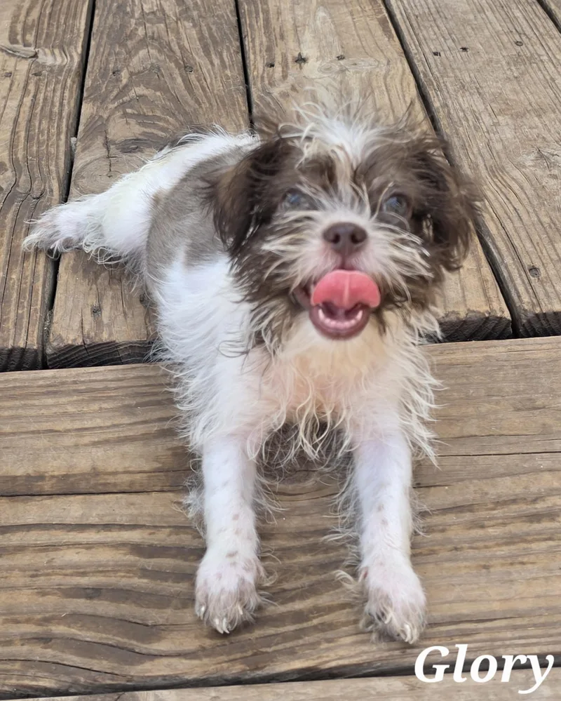 A baby small-sized male Merle (Red) Shih Tzu dog named Glory for adoption in Edinburg, TX