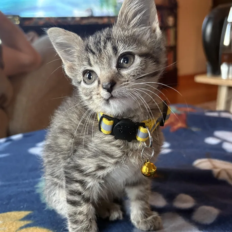 A baby small-sized female Domestic Short Hair cat named Tantoo for adoption in Bardstown, KY