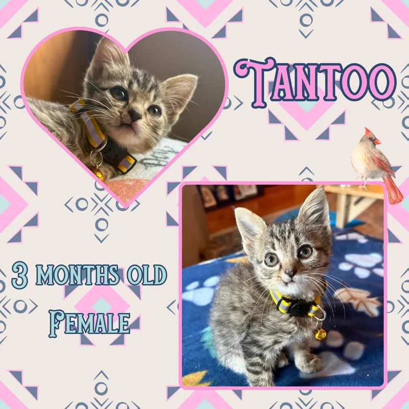 Tantoo thumbnail 2