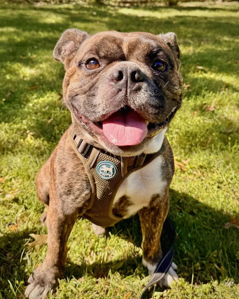 An adult medium-sized male American Bulldog dog named Miller for adoption in Monticello, NY