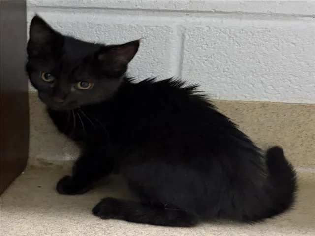 A baby small-sized female Domestic Short Hair cat named Chiron for adoption in Derwood, MD