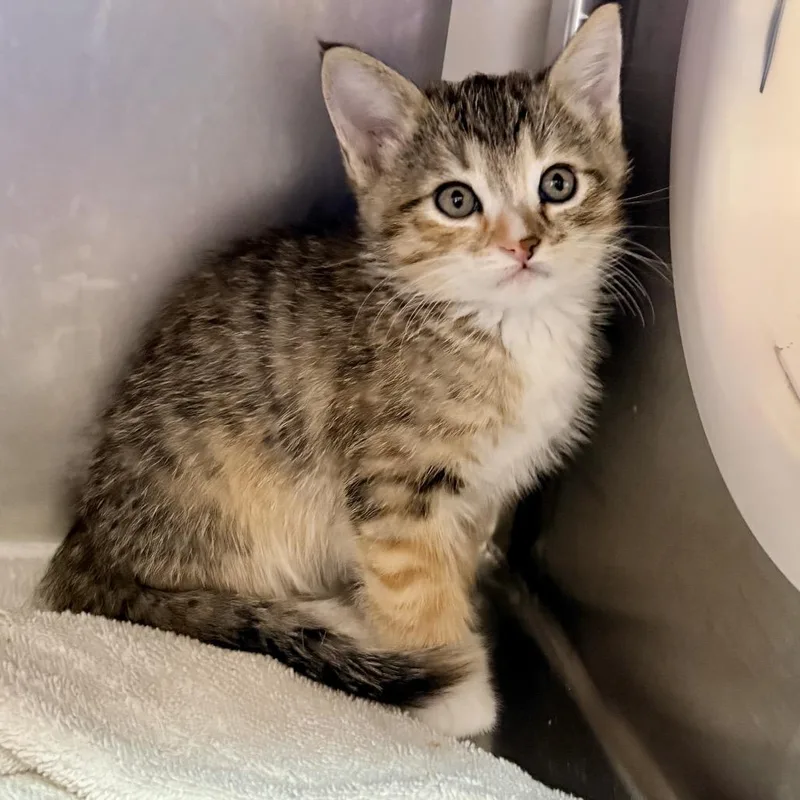 A baby small-sized female Brown / Chocolate Domestic Short Hair cat named Dough for adoption in Palm Springs, CA