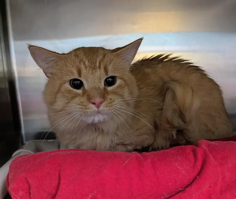 An adult medium-sized male Orange / Red Domestic Medium Hair cat named Garfield for adoption in Trenton, NJ