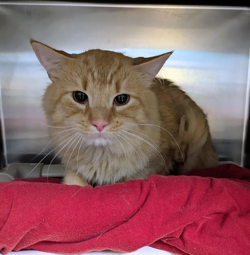 Garfield thumbnail 2