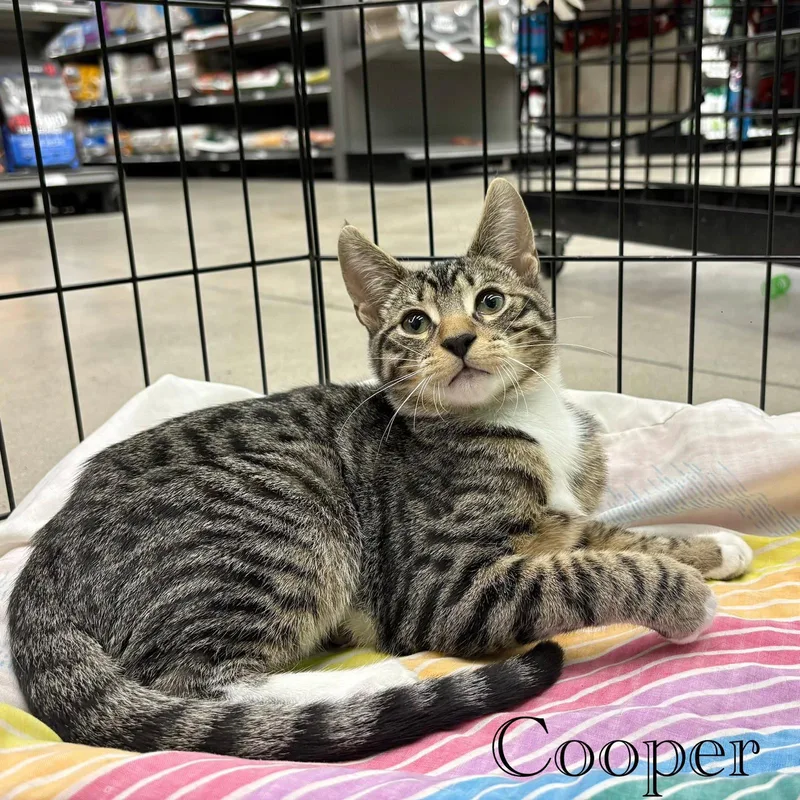 A young medium-sized male Domestic Short Hair cat named Cooper for adoption in Spring Lake, NJ