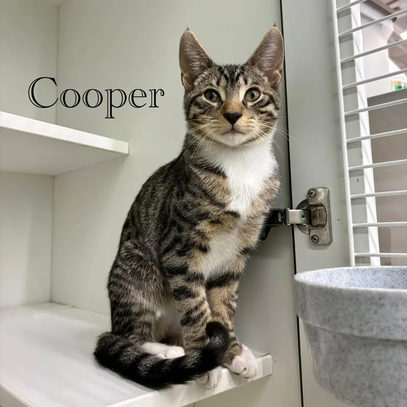 Cooper thumbnail 3