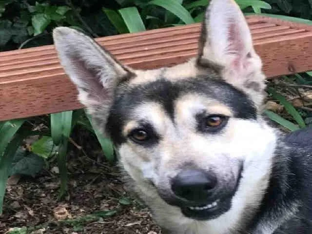 An adult medium-sized female German Shepherd Dog dog named Mahea for adoption in Alameda, CA