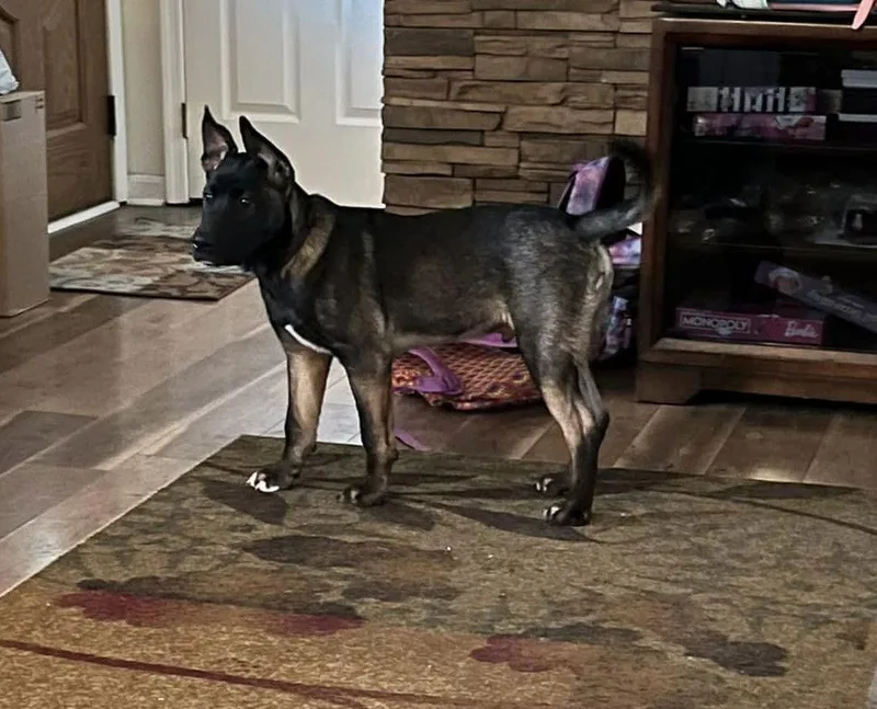 A baby medium-sized male Akita dog named Jango for adoption in Silver Spring, MD