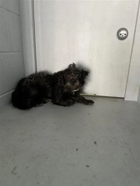 An adult small-sized female Terrier dog named Chiquita for adoption in Sacramento, CA
