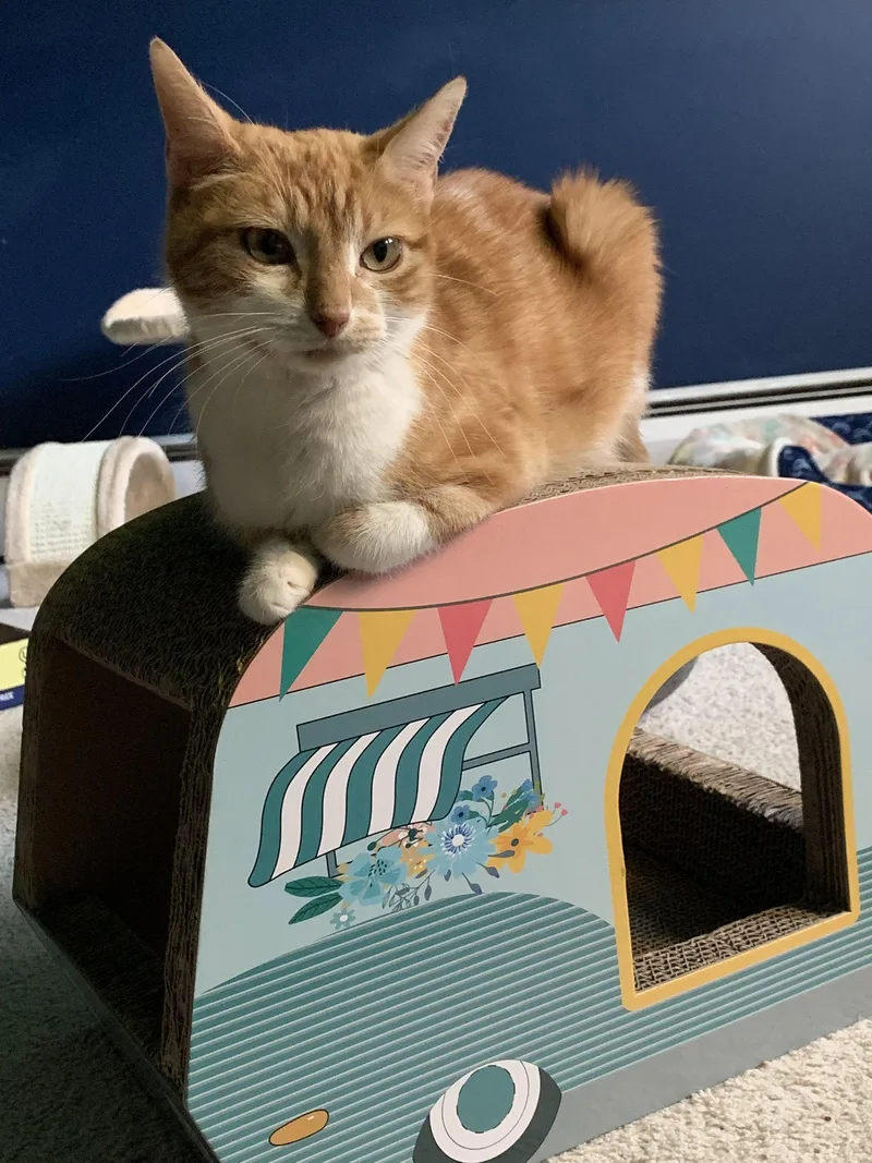 An adult medium-sized female Orange & White Domestic Short Hair cat named Lilly  Willow Grove for adoption in Greenville, DE