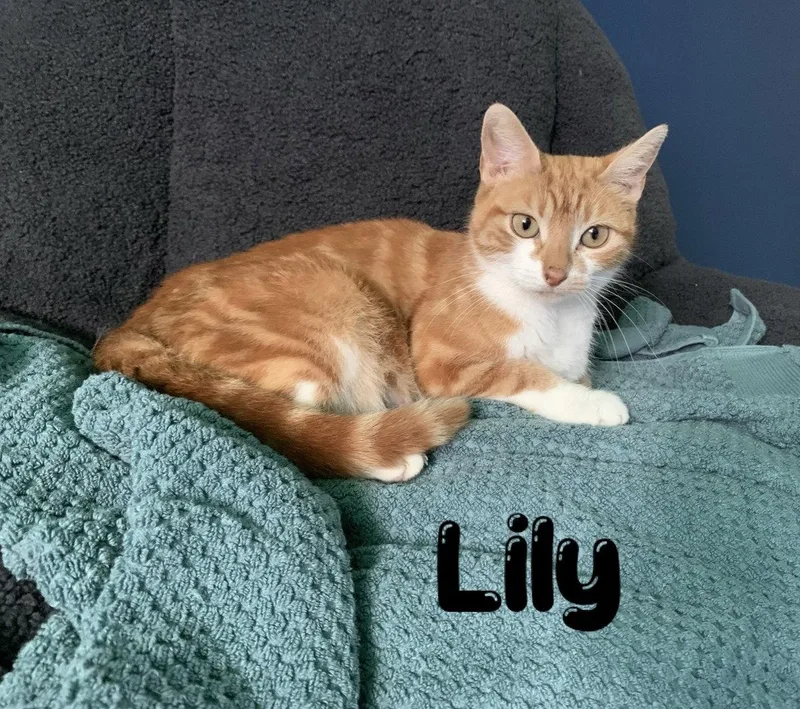Lilly  Willow Grove thumbnail 2