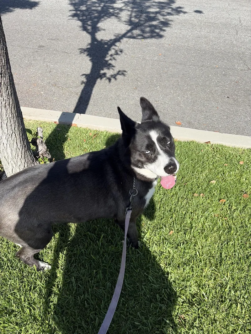 An adult medium-sized female Black Siberian Husky dog named Panda for adoption in Van Nuys, CA