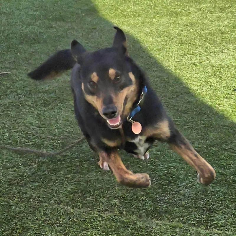 A young medium-sized male Black Shepherd dog named Pitufo for adoption in Chattanooga, TN