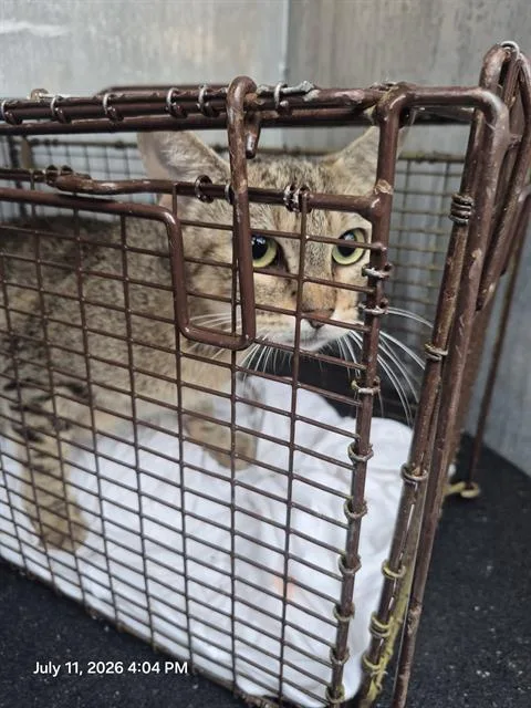A young small-sized female Domestic Short Hair cat named Neenee for adoption in San Antonio, TX