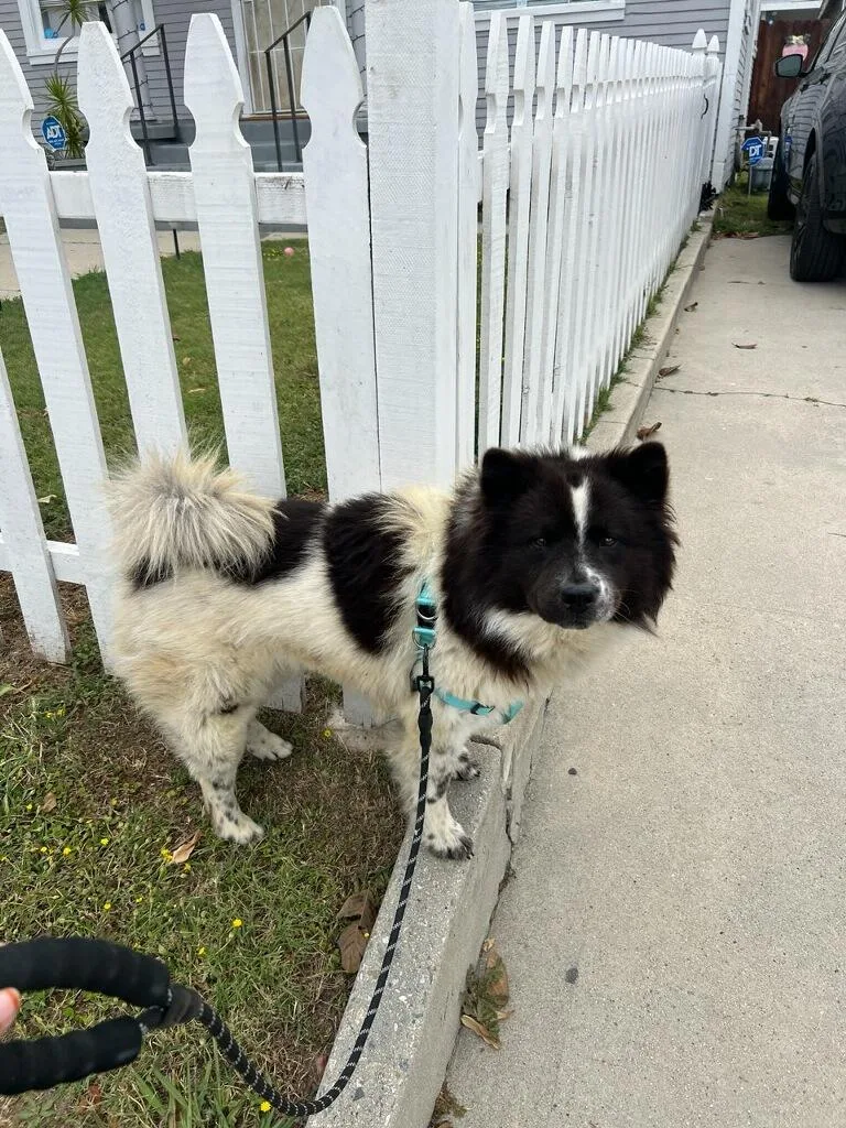 A young medium-sized female Black Chow Chow dog named Oreo Bella Love!! for adoption in Manhattan Beach, CA
