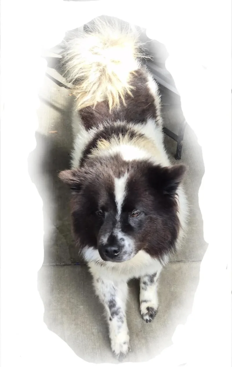 Oreo Bella Love!! thumbnail 2