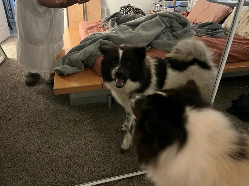 Oreo Bella Love!! thumbnail 6