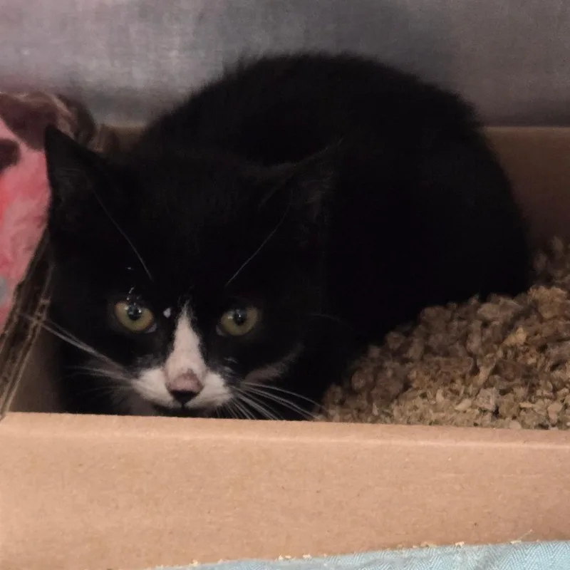 A baby small-sized female Black Domestic Short Hair cat named Paddington for adoption in Newark, NJ