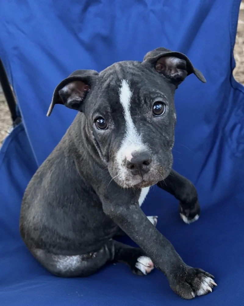 A baby medium-sized male Terrier dog named Mars Lonestar for adoption in Rockaway, NJ