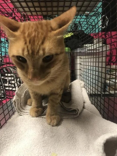 A young medium-sized male Domestic Short Hair cat named A for adoption in Conroe, TX