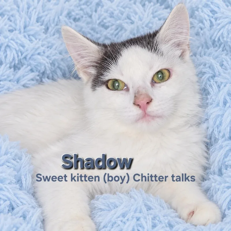 A baby small-sized male Domestic Medium Hair cat named Shadow for adoption in Quincy, OH