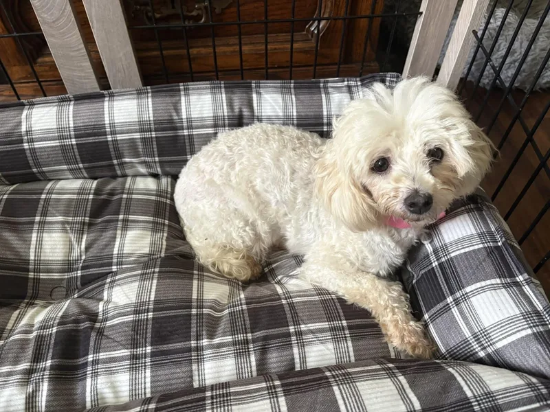 A young small-sized female White / Cream Maltipoo dog named Lois for adoption in Union Grove, WI