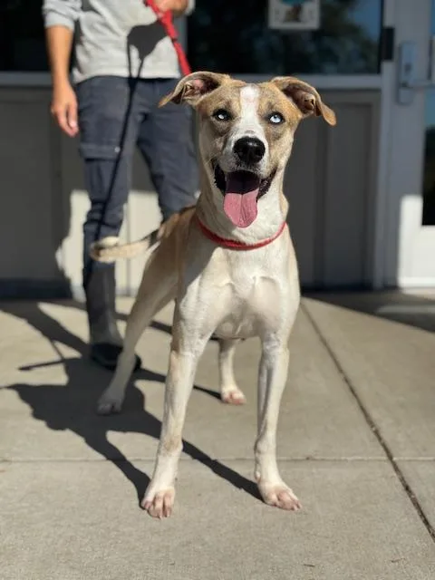 A young medium-sized male Pit Bull Terrier dog named Calvin for adoption in Benton Harbor, MI