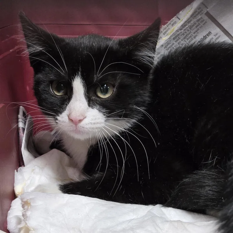 A baby small-sized male Black Domestic Short Hair cat named Waffles for adoption in Newark, NJ