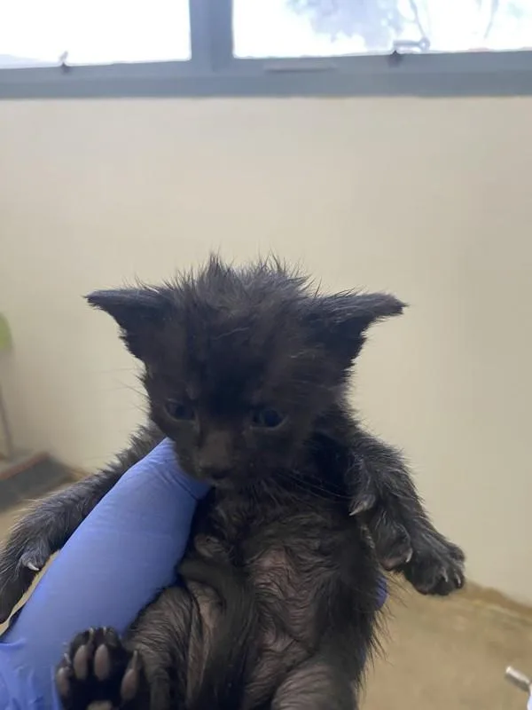 A baby small-sized female Domestic Short Hair cat named Winnie for adoption in Victorville, CA