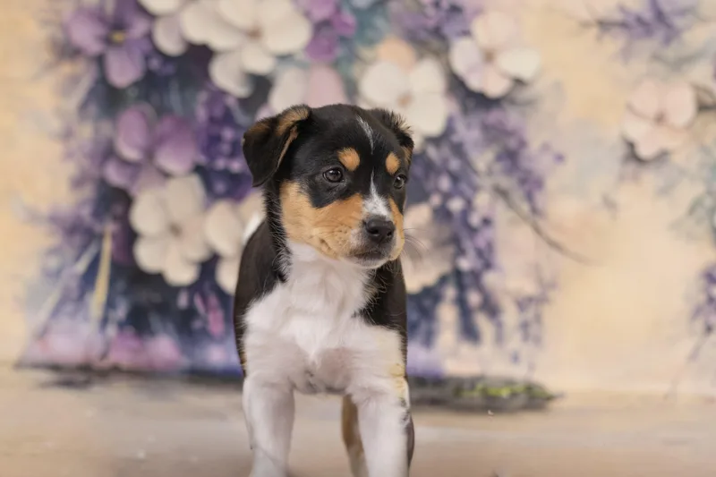 A baby medium-sized female Tricolor (Brown, Black, & White) Terrier dog named Norah for adoption in Whitestown, IN