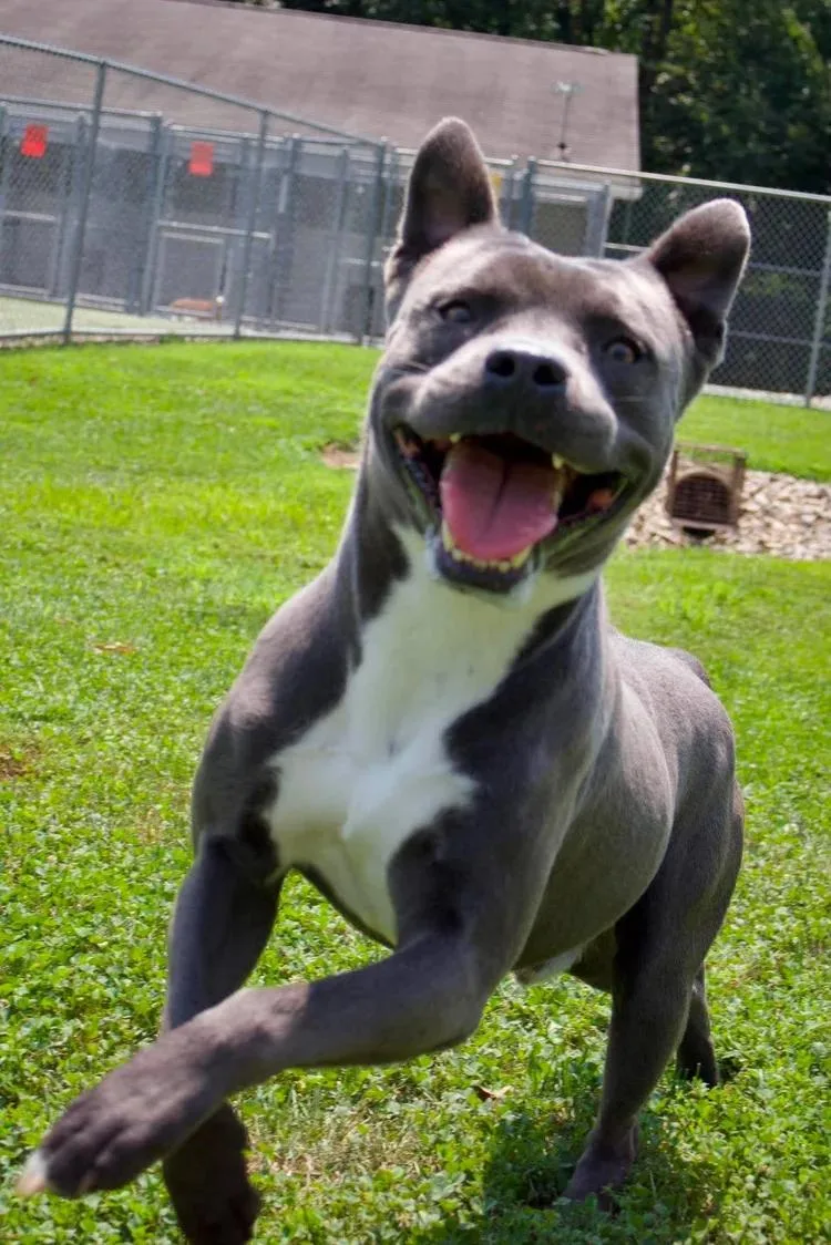 A baby large-sized male Gray / Blue / Silver American Staffordshire Terrier dog named Remington Steel "Remi" for adoption in Godfrey, IL