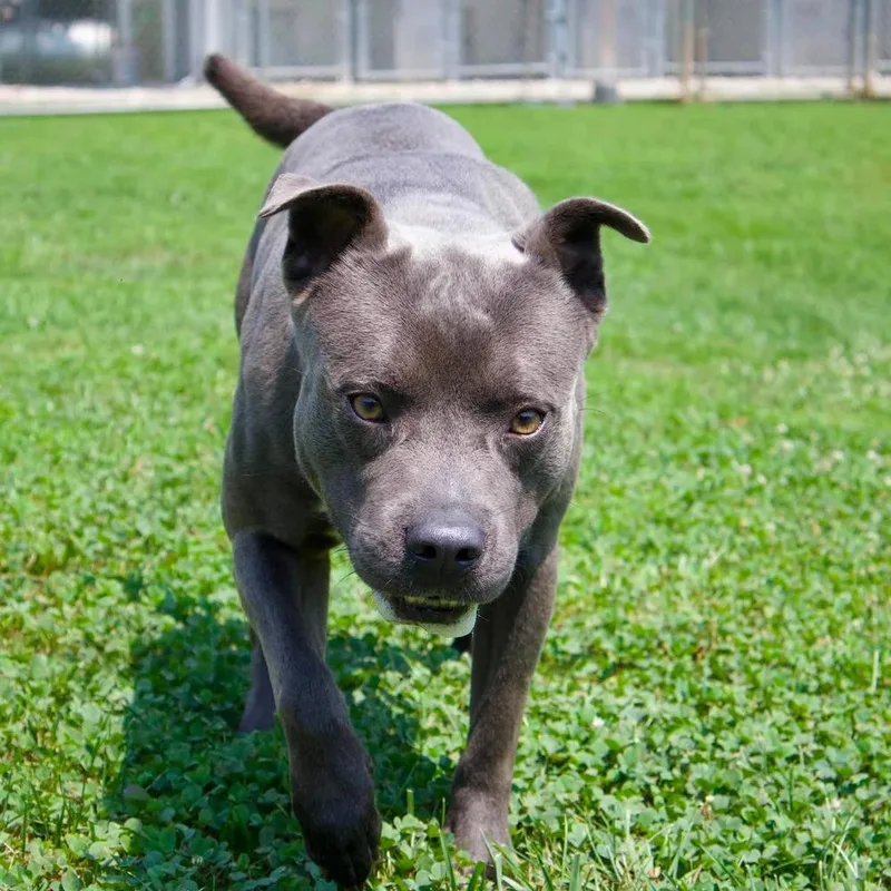 Remington Steel "Remi" thumbnail 2
