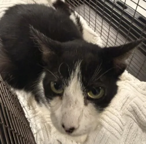 An adult medium-sized female Domestic Short Hair cat named Lyza for adoption in Chatsworth, CA