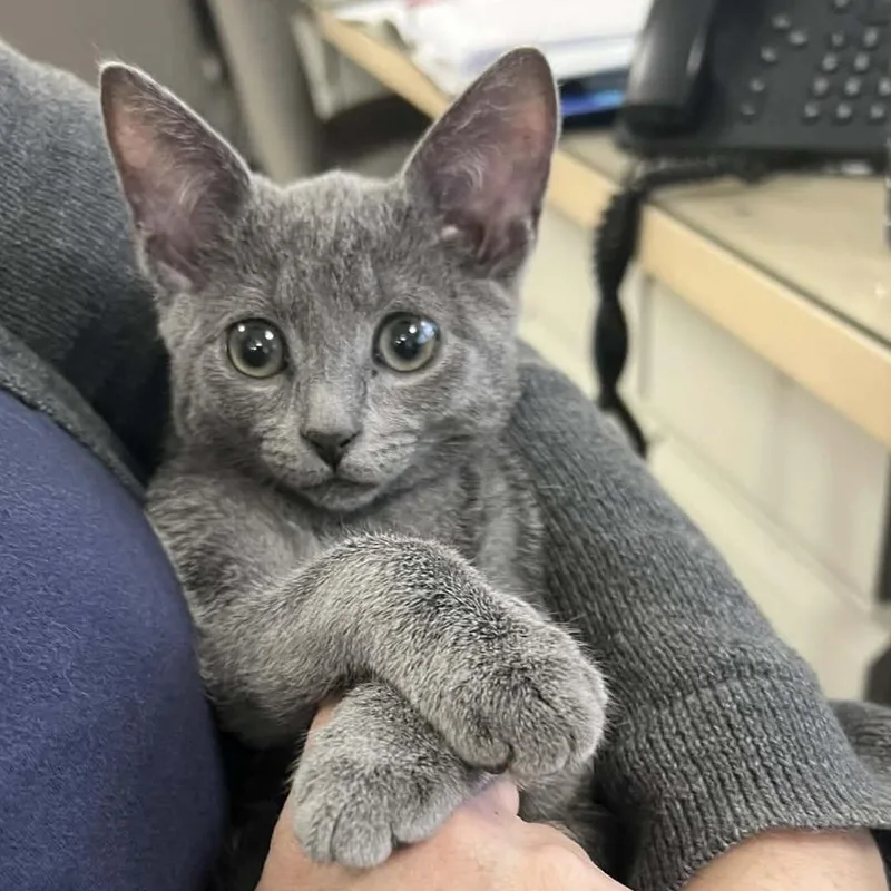A baby small-sized male Gray / Blue / Silver Domestic Short Hair cat named Walter for adoption in Hampton Bays, NY