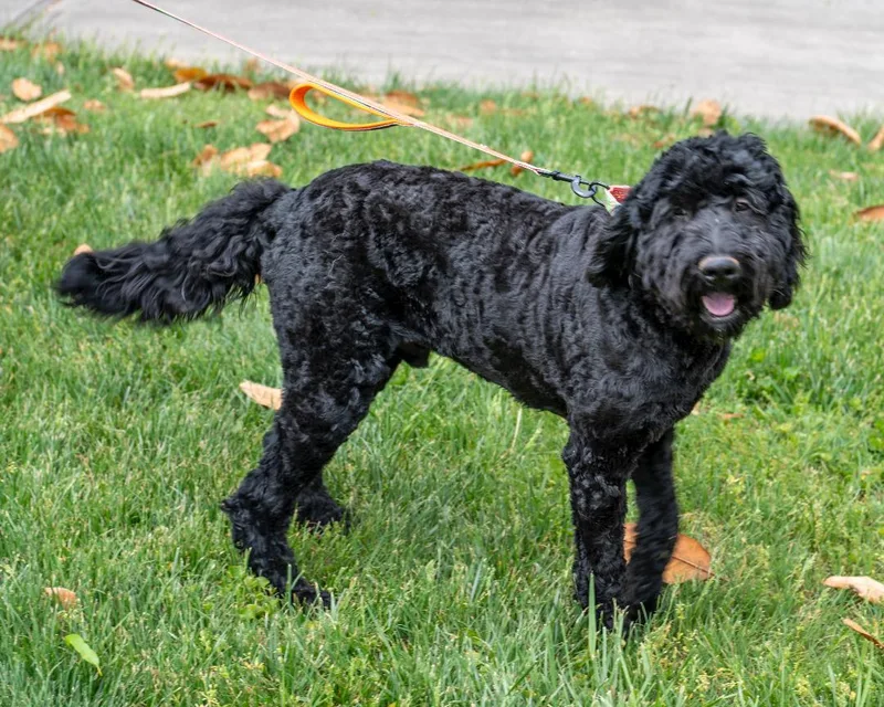 A young large-sized male Black Goldendoodle dog named Shadow for adoption in Winston-Salem, NC
