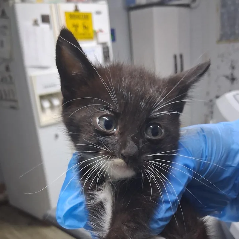 A baby small-sized male Black Domestic Short Hair cat named Norman @ Azalea Square for adoption in Summerville, SC