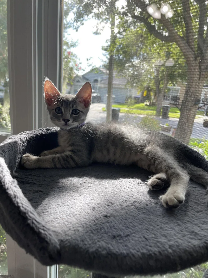 A baby medium-sized female Gray / Blue / Silver Domestic Short Hair cat named Hanna for adoption in Oviedo, FL