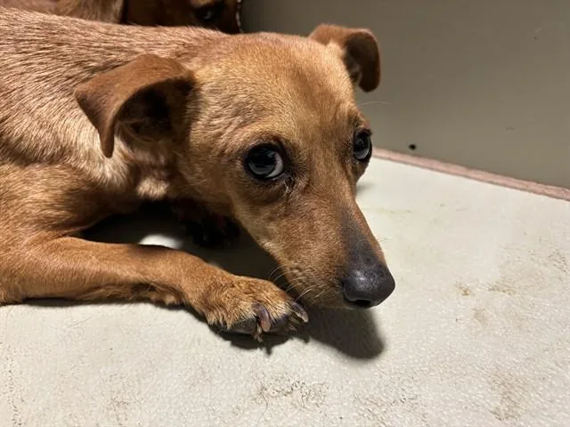 A young small-sized female Dachshund dog named Poppi for adoption in Bakersfield, CA
