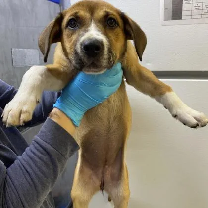 A baby large-sized female Mixed Breed dog named Flute for adoption in Munster, IN