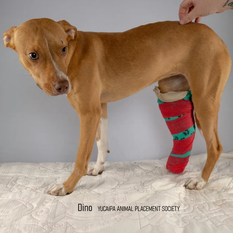 An adult small-sized female Red / Chestnut / Orange Pit Bull Terrier dog named Delta for adoption in Yucaipa, CA