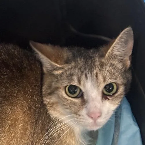 A young medium-sized female White Domestic Short Hair cat named Wacko for adoption in New York, NY