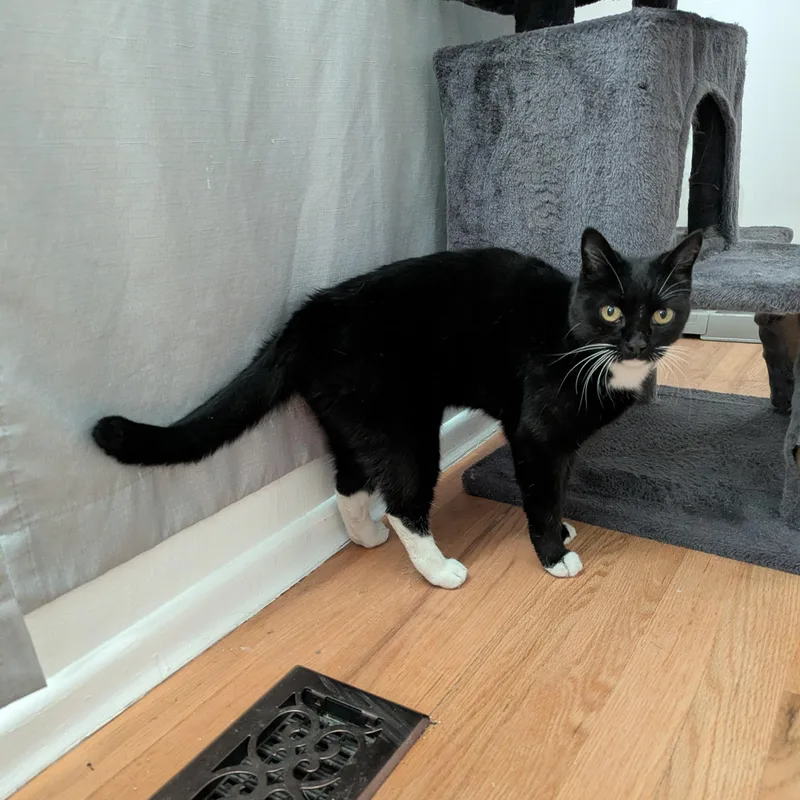 A senior medium-sized female Black & White / Tuxedo Domestic Short Hair cat named Cedar for adoption in West Richland, WA