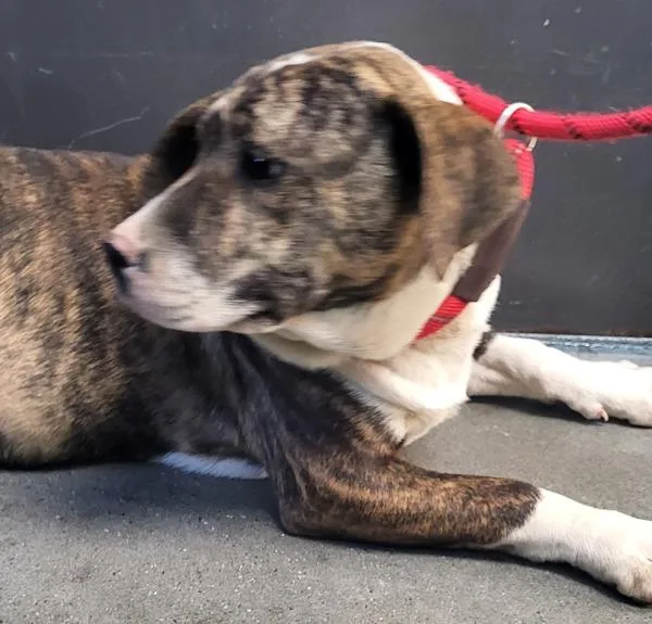 Pen  Eleanor thumbnail 2