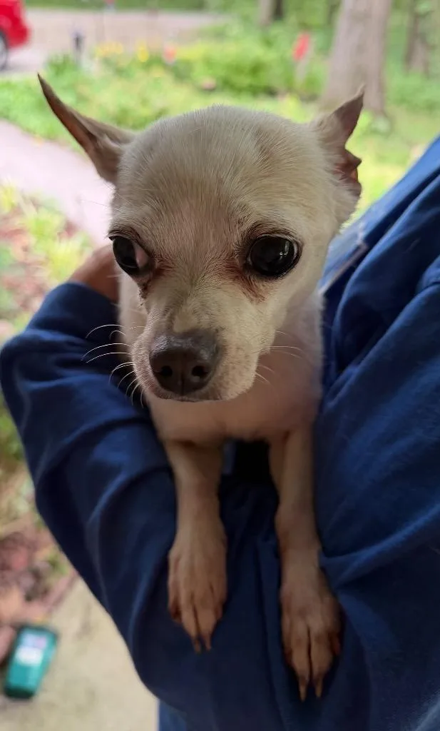 A senior small-sized female Chihuahua dog named Gypsy for adoption in Auburn, IN