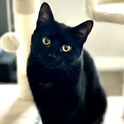 An adult medium-sized female Black Domestic Short Hair cat named Kenya for adoption in Sedalia, MO