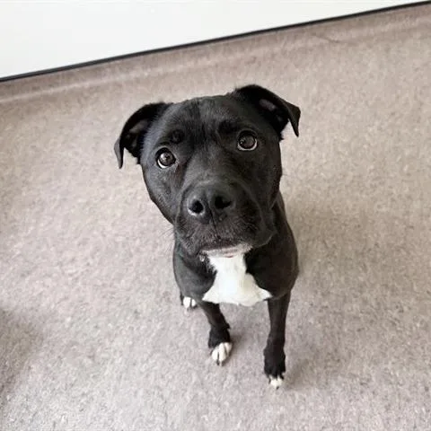 An adult medium-sized female Black Terrier dog named Cleo for adoption in Saint Louis, MO