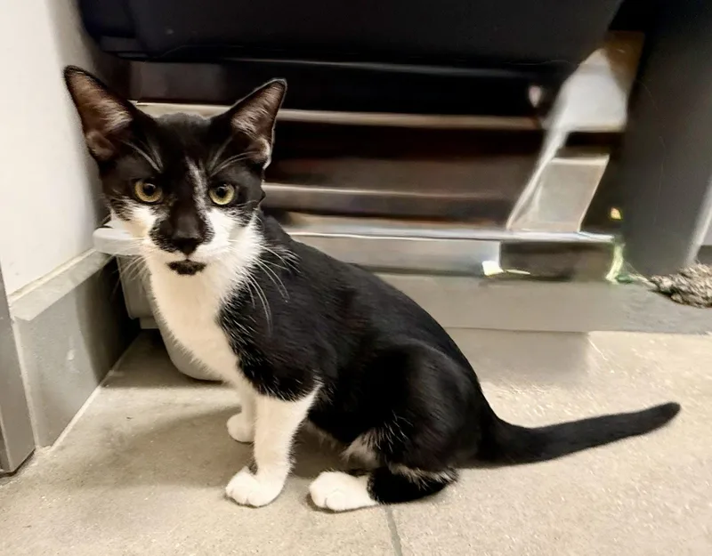 A young medium-sized male Black & White / Tuxedo Domestic Short Hair cat named Gemini for adoption in Saint Cloud, FL