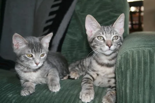 A baby small-sized male Domestic Short Hair cat named Cookie Crumble for adoption in Vallejo, CA